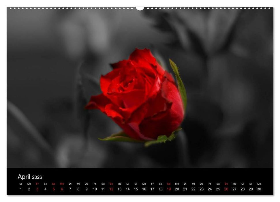 schwarz/weiß trifft farbe (CALVENDO Wandkalender 2026)