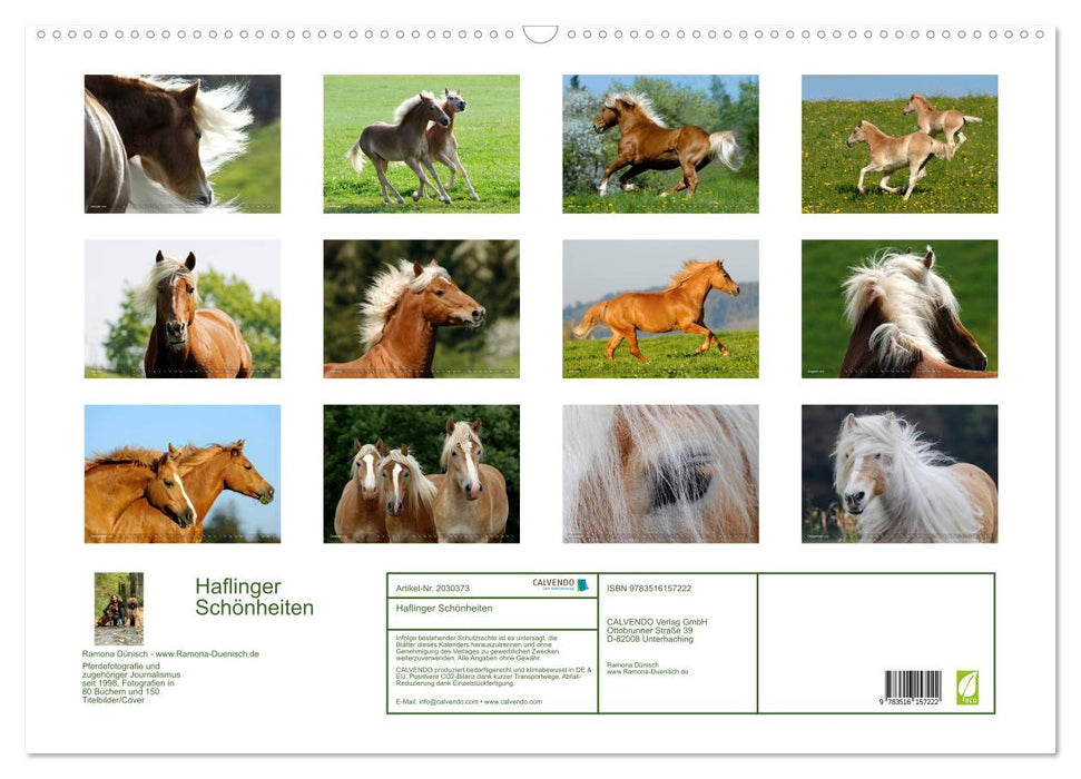 Haflinger Schönheiten (CALVENDO Wandkalender 2026)