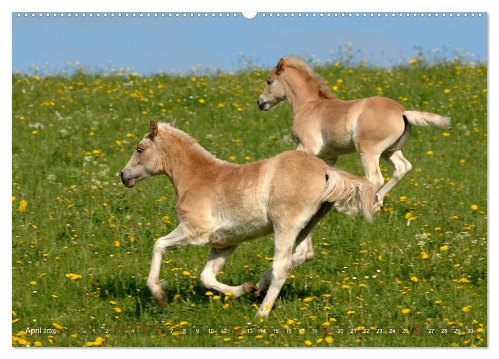 Haflinger Schönheiten (CALVENDO Wandkalender 2026)