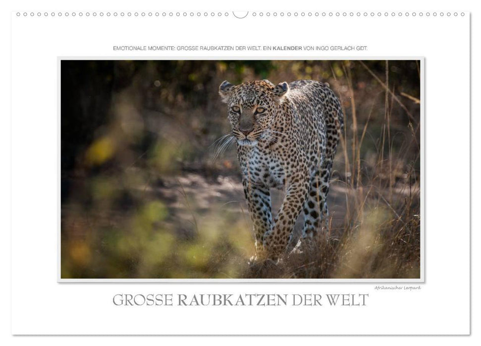 Emotionale Momente: Große Raubkatzen der Welt. (CALVENDO Wandkalender 2026)