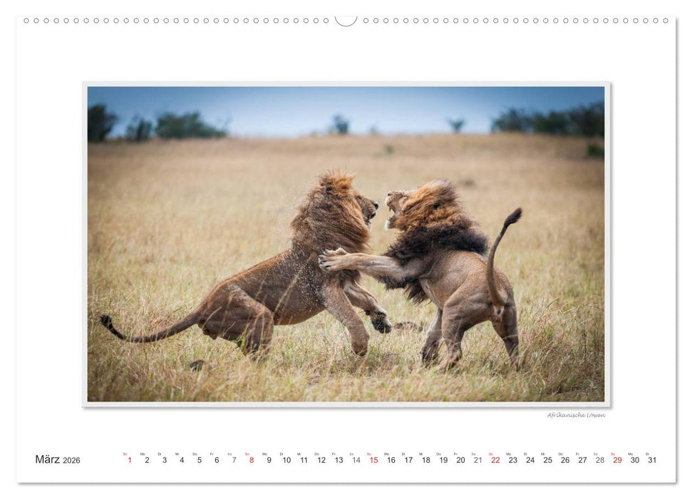 Emotionale Momente: Große Raubkatzen der Welt. (CALVENDO Wandkalender 2026)