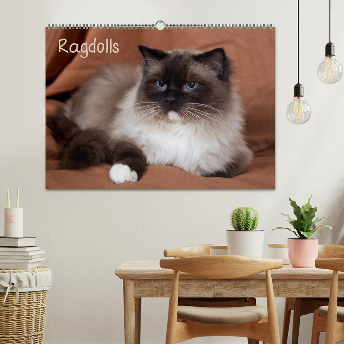 Ragdolls (CALVENDO Wandkalender 2026)