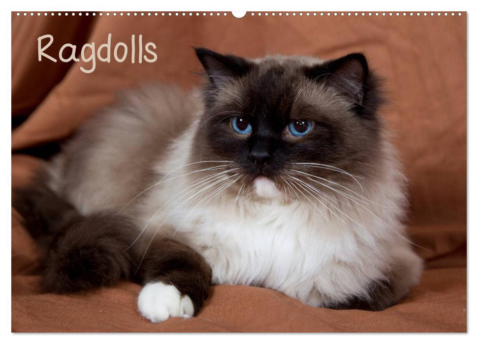 Ragdolls (CALVENDO Wandkalender 2026)