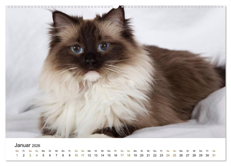 Ragdolls (CALVENDO Wandkalender 2026)