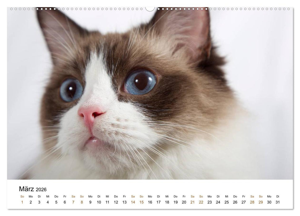 Ragdolls (CALVENDO Wandkalender 2026)