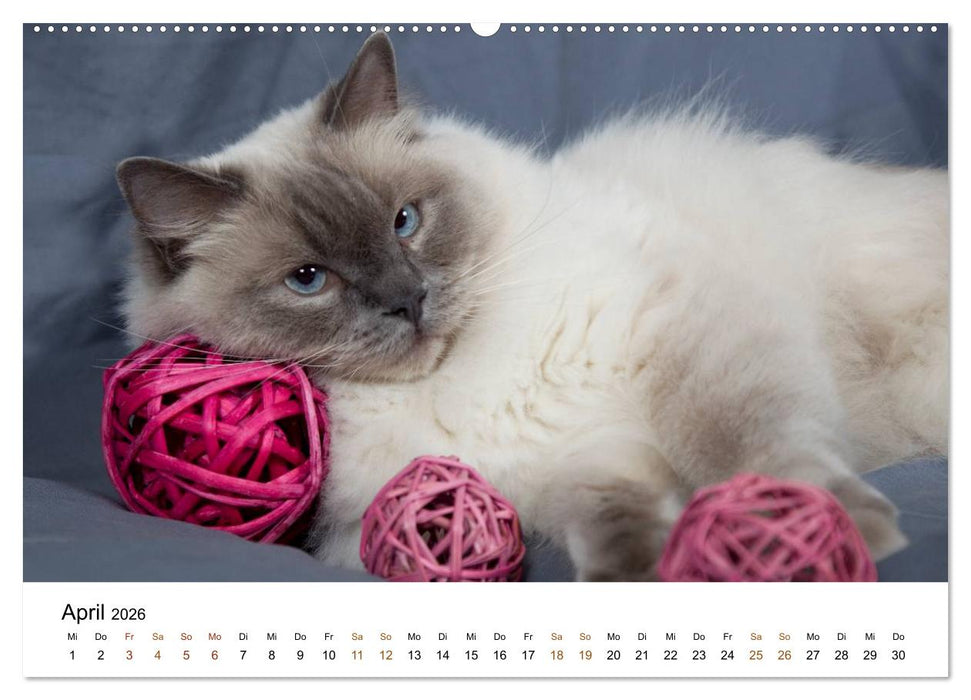 Ragdolls (CALVENDO Wandkalender 2026)