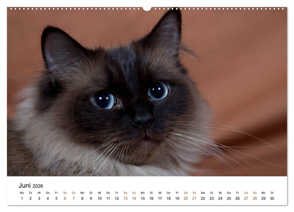 Ragdolls (CALVENDO Wandkalender 2026)