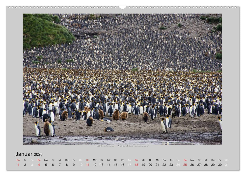 Tierleben in der Antarktis (CALVENDO Premium Wandkalender 2026)