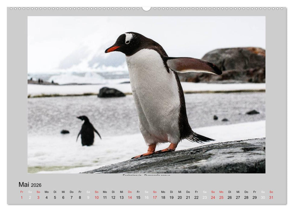 Tierleben in der Antarktis (CALVENDO Premium Wandkalender 2026)