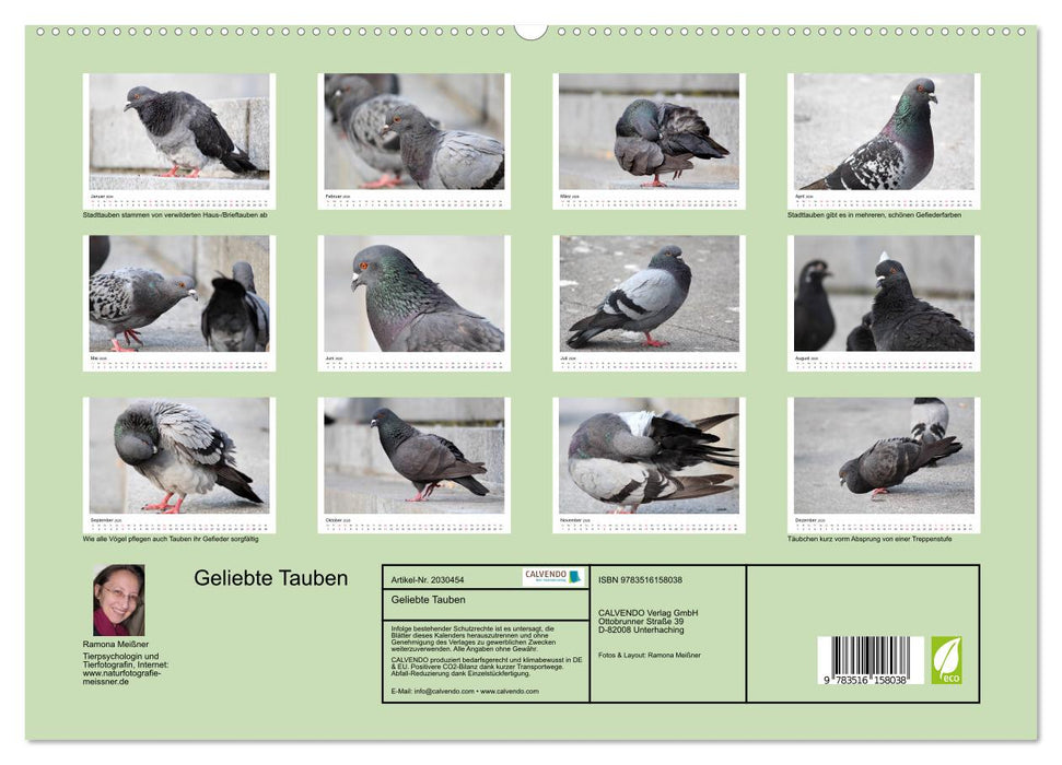Geliebte Tauben (CALVENDO Premium Wandkalender 2026)