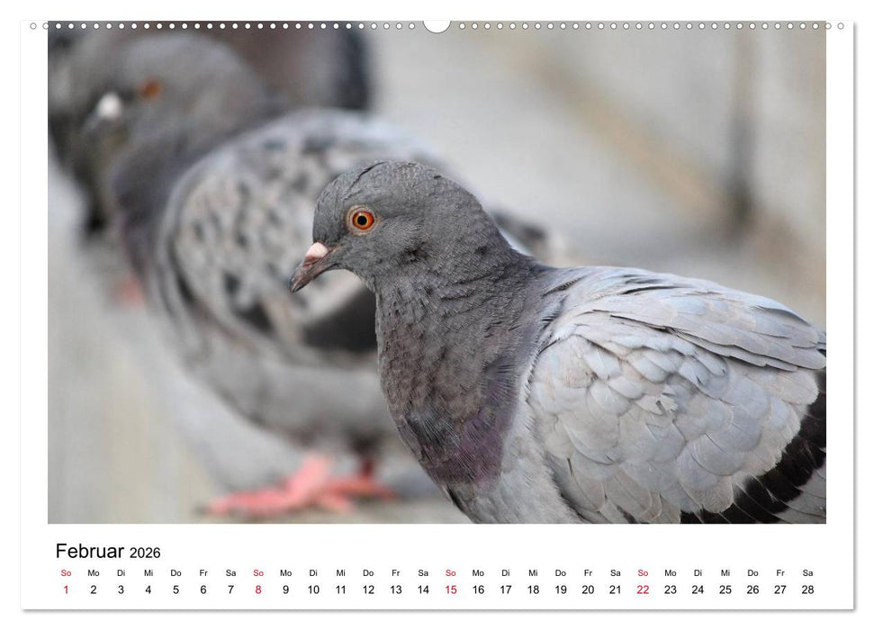 Geliebte Tauben (CALVENDO Premium Wandkalender 2026)