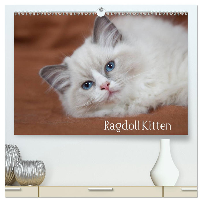 Ragdoll Kitten (CALVENDO Premium Wandkalender 2026)