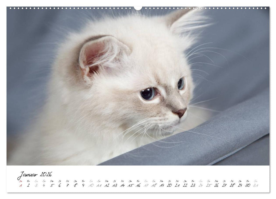 Ragdoll Kitten (CALVENDO Premium Wandkalender 2026)