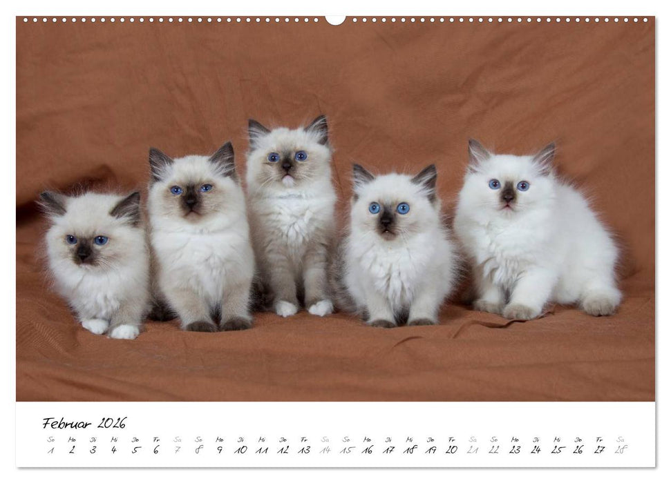 Ragdoll Kitten (CALVENDO Premium Wandkalender 2026)