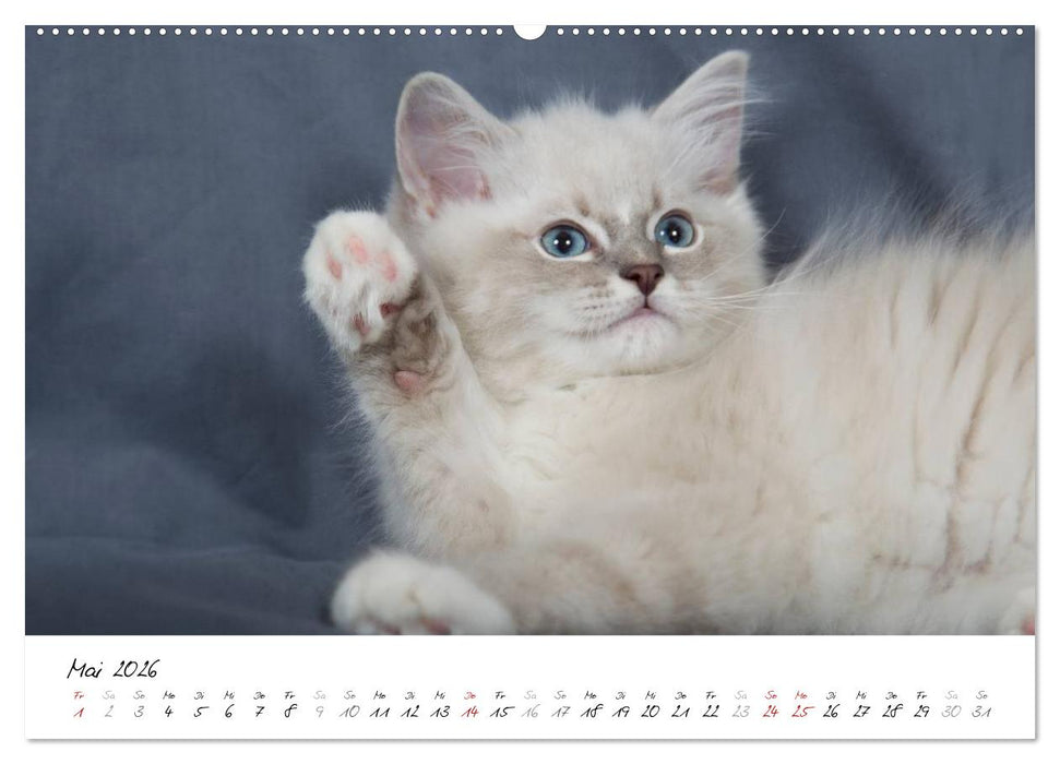 Ragdoll Kitten (CALVENDO Premium Wandkalender 2026)