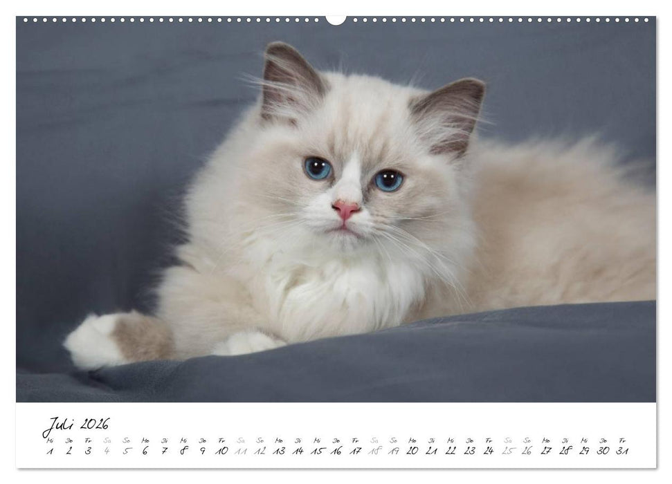 Ragdoll Kitten (CALVENDO Premium Wandkalender 2026)