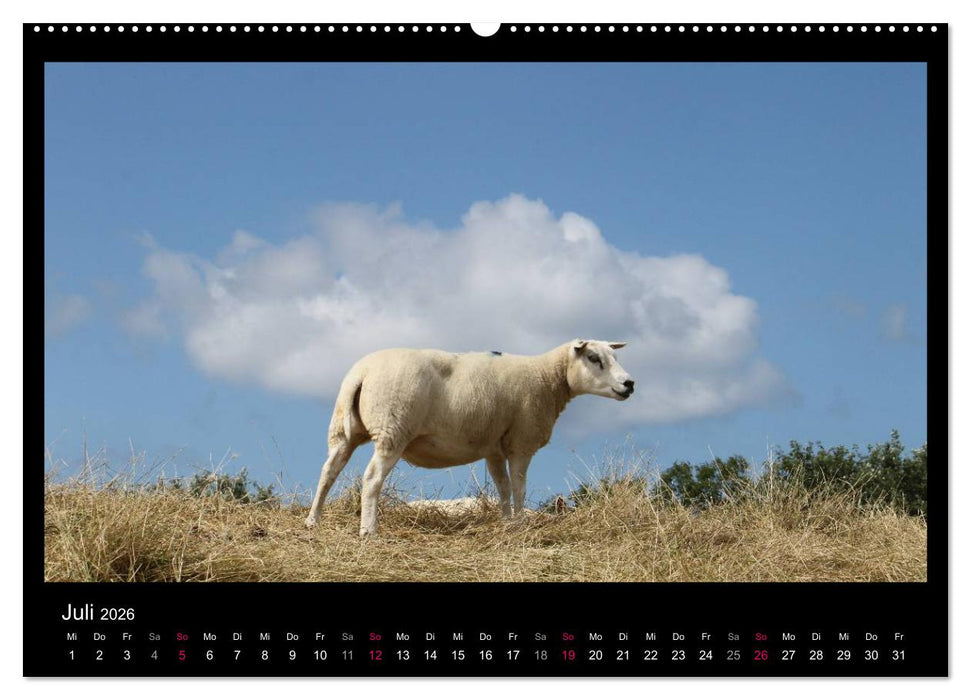 Texel, eine Perle Hollands (CALVENDO Premium Wandkalender 2026)