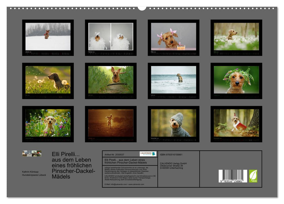 Elli Pirelli... aus dem Leben eines fröhlichen Pinscher-Dackel-Mädels (CALVENDO Premium Wandkalender 2026)