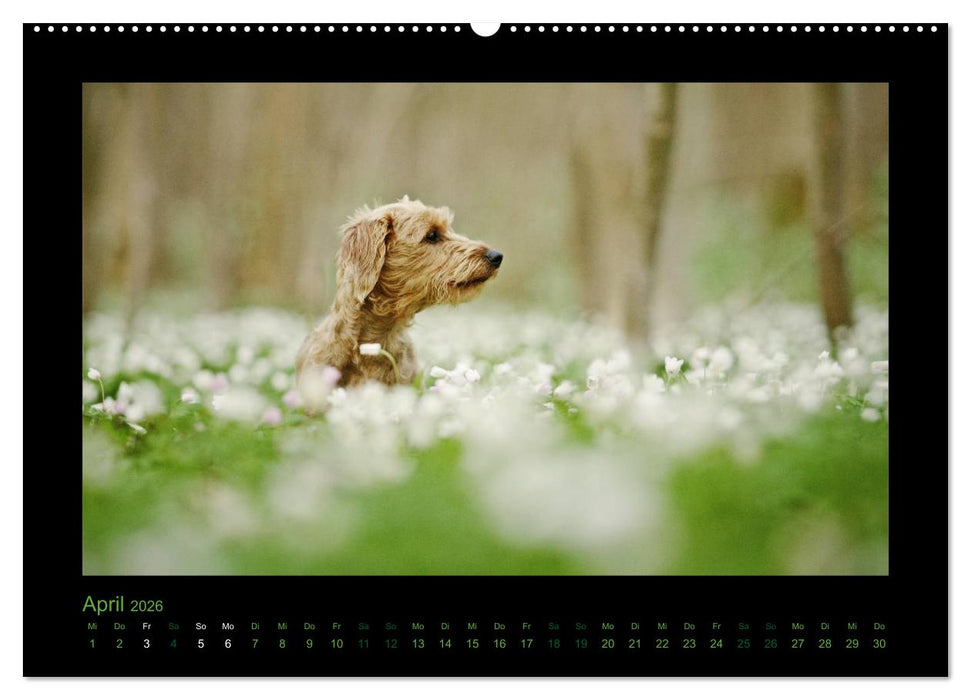 Elli Pirelli... aus dem Leben eines fröhlichen Pinscher-Dackel-Mädels (CALVENDO Premium Wandkalender 2026)