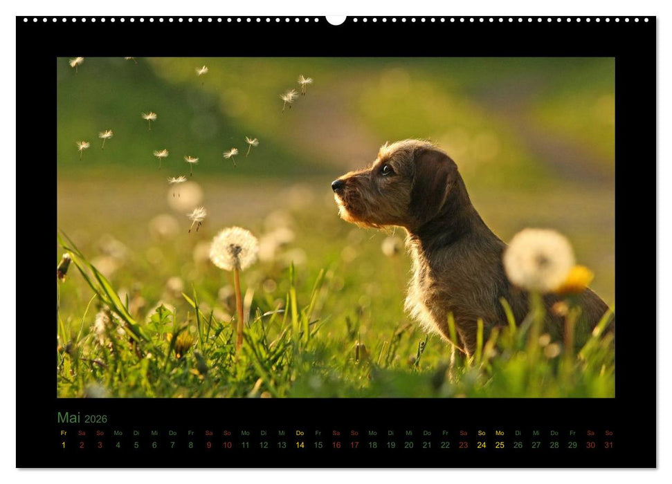 Elli Pirelli... aus dem Leben eines fröhlichen Pinscher-Dackel-Mädels (CALVENDO Premium Wandkalender 2026)