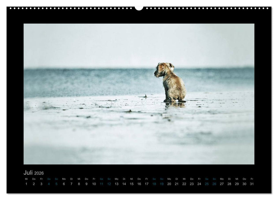 Elli Pirelli... aus dem Leben eines fröhlichen Pinscher-Dackel-Mädels (CALVENDO Premium Wandkalender 2026)