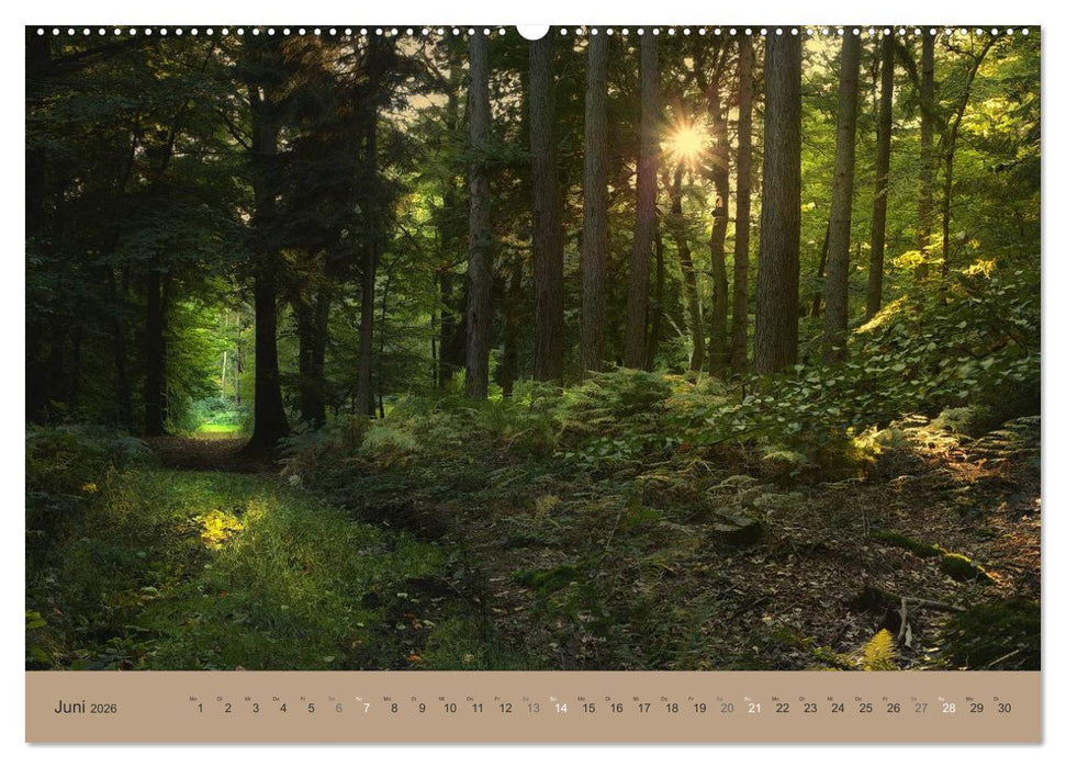 Unser Wald - Magische Sichten in norddeutsche Wälder (CALVENDO Premium Wandkalender 2026)