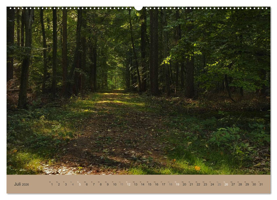 Unser Wald - Magische Sichten in norddeutsche Wälder (CALVENDO Premium Wandkalender 2026)