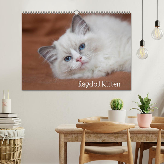 Ragdoll Kitten (CALVENDO Wandkalender 2026)