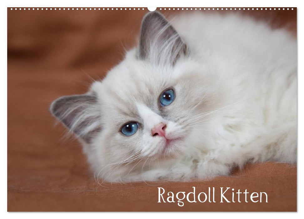 Ragdoll Kitten (CALVENDO Wandkalender 2026)