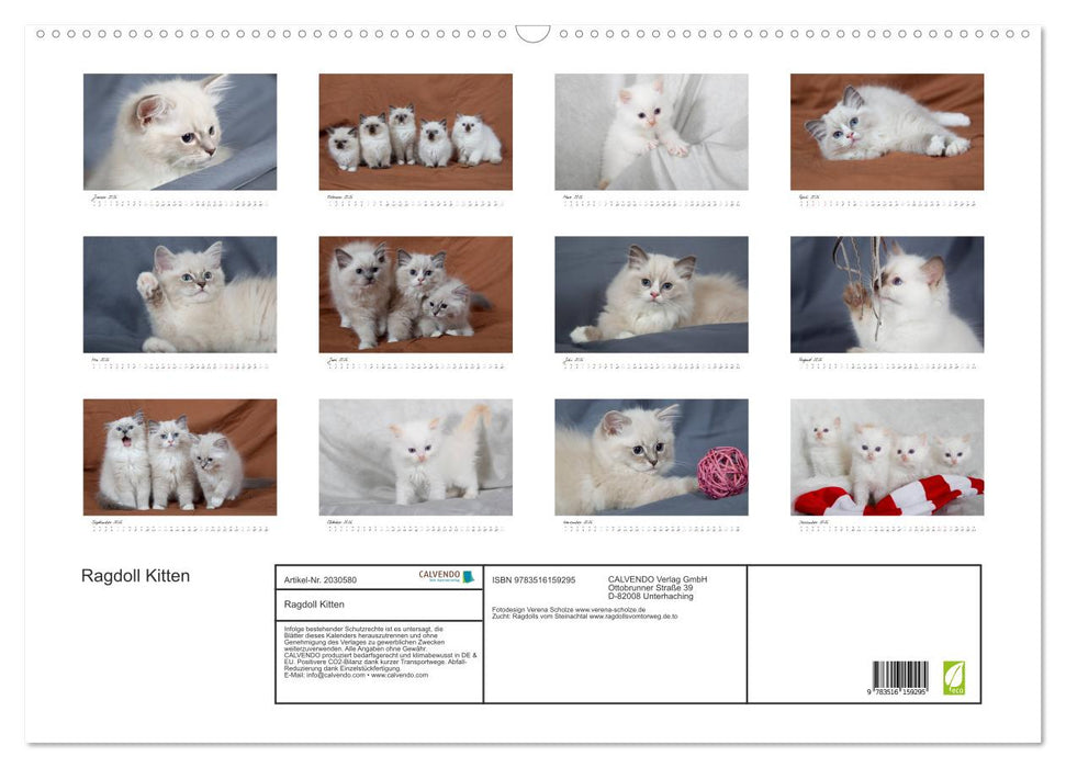 Ragdoll Kitten (CALVENDO Wandkalender 2026)