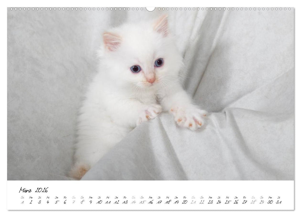 Ragdoll Kitten (CALVENDO Wandkalender 2026)