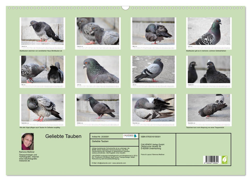 Geliebte Tauben (CALVENDO Wandkalender 2026)