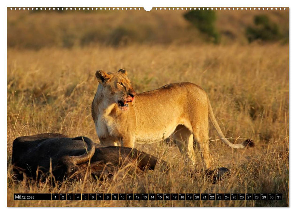 Magie des Augenblicks - Löwen - Herrscher der Savanne (CALVENDO Wandkalender 2026)