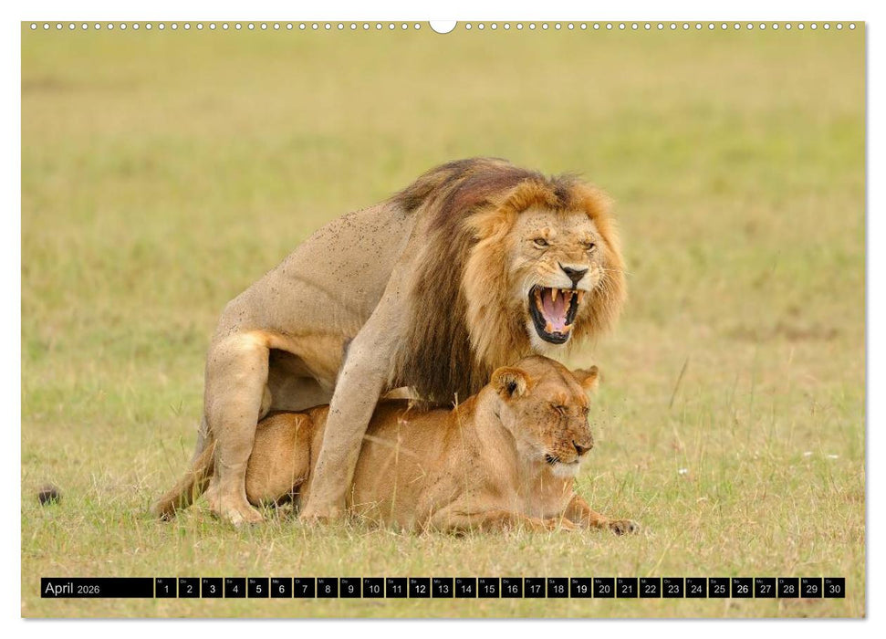 Magie des Augenblicks - Löwen - Herrscher der Savanne (CALVENDO Wandkalender 2026)