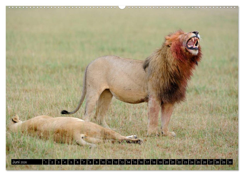 Magie des Augenblicks - Löwen - Herrscher der Savanne (CALVENDO Wandkalender 2026)