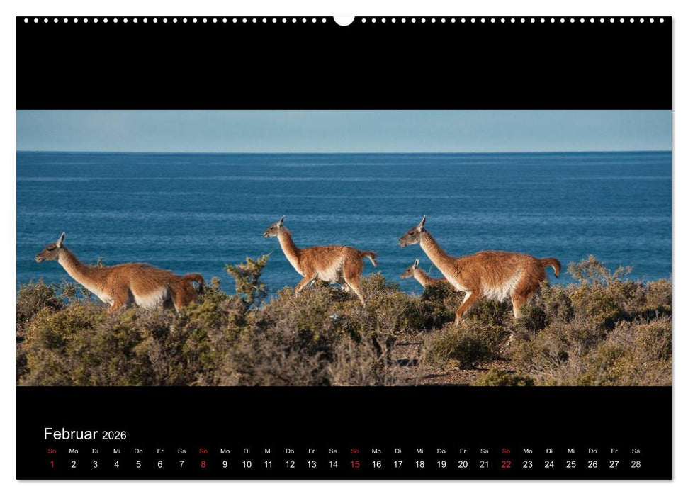 Patagonien - Ungezähmtes Land (CALVENDO Premium Wandkalender 2026)