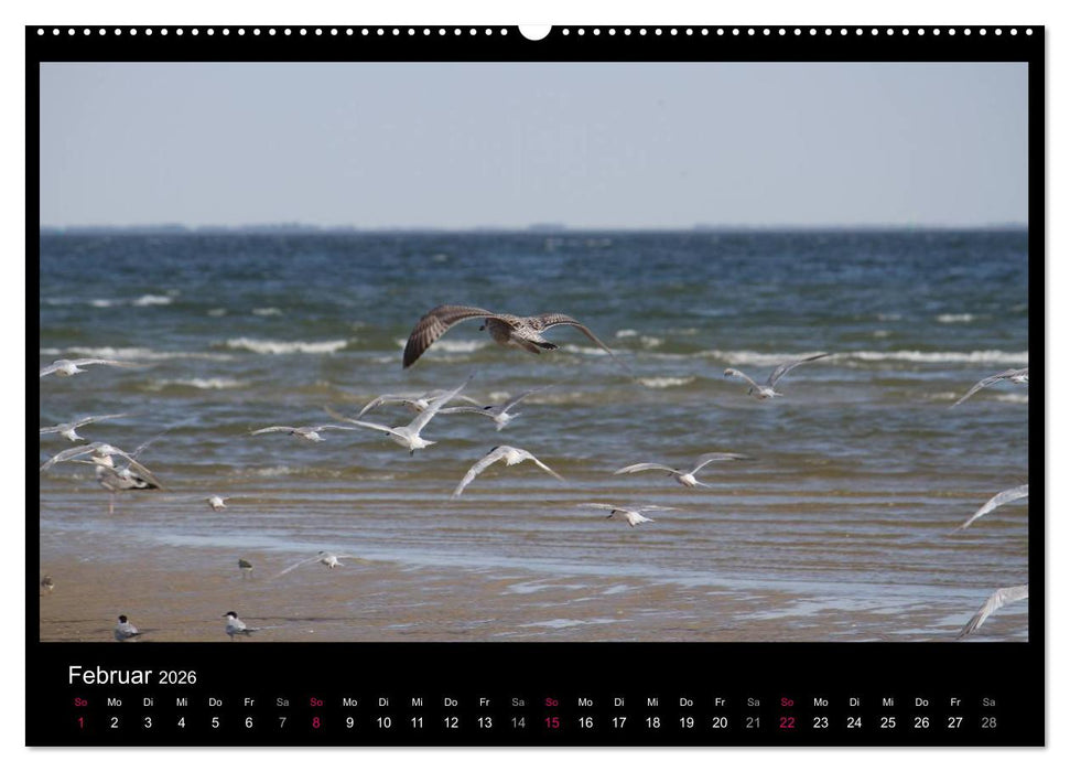 Texel, eine Perle Hollands (CALVENDO Wandkalender 2026)