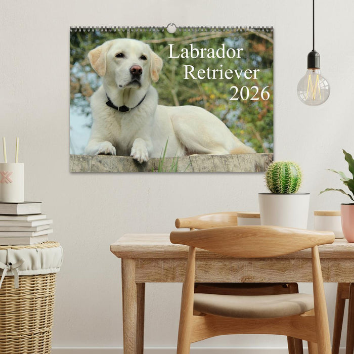 Labrador Retriever 2026 (CALVENDO Wandkalender 2026)