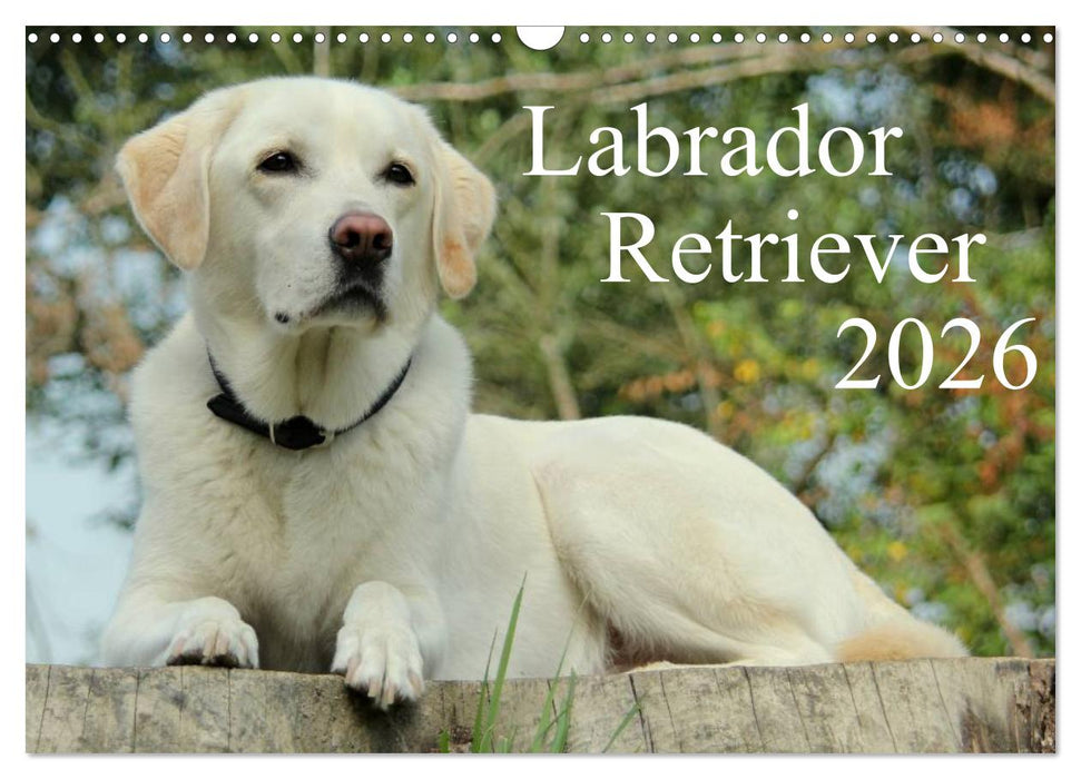 Labrador Retriever 2026 (CALVENDO Wandkalender 2026)