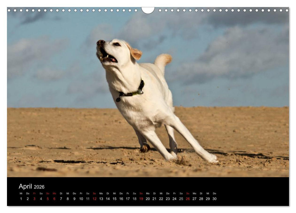 Labrador Retriever 2026 (CALVENDO Wandkalender 2026)
