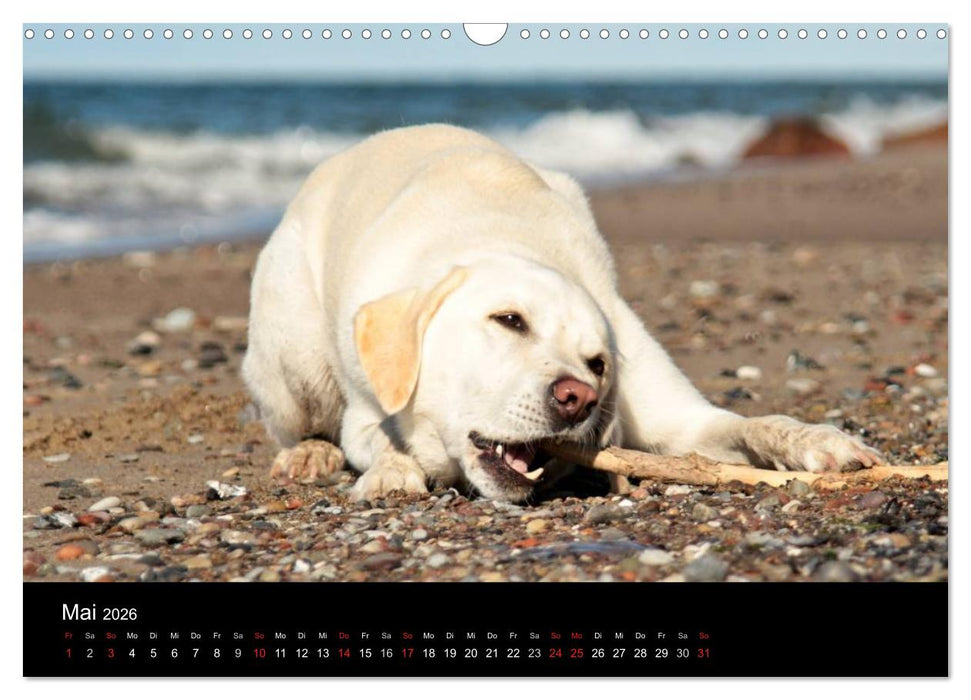 Labrador Retriever 2026 (CALVENDO Wandkalender 2026)