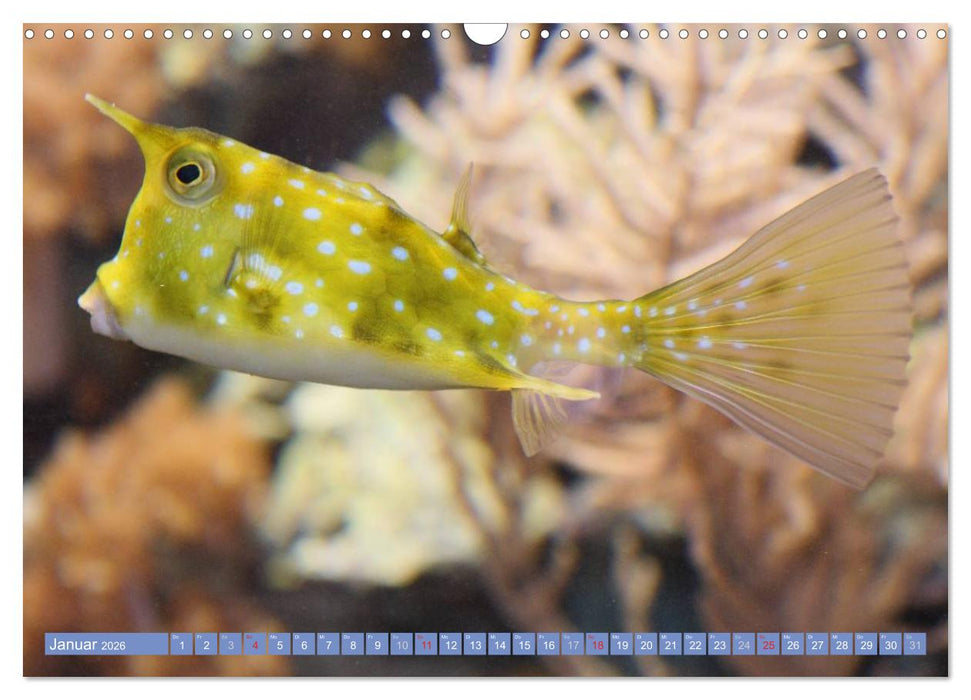 Bunte Welt der Fische (CALVENDO Wandkalender 2026)