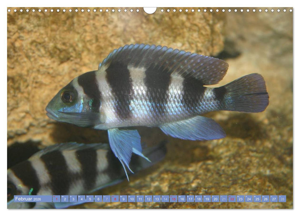 Bunte Welt der Fische (CALVENDO Wandkalender 2026)