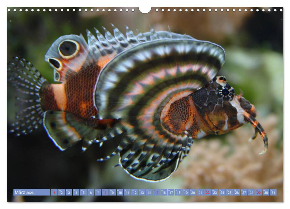 Bunte Welt der Fische (CALVENDO Wandkalender 2026)