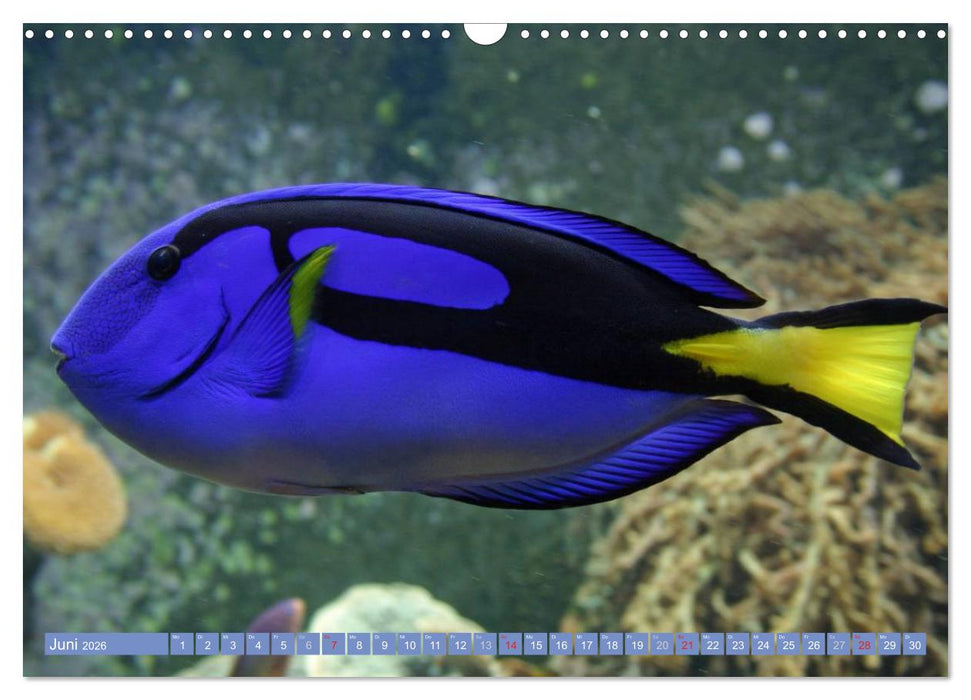 Bunte Welt der Fische (CALVENDO Wandkalender 2026)