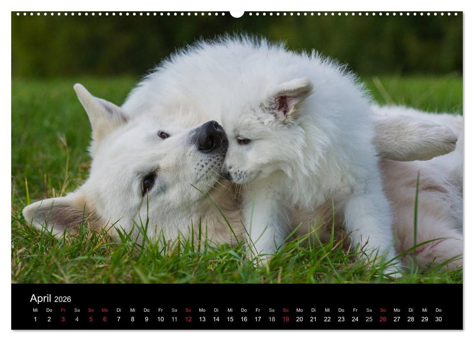Weißer Schweizer Schäferhund - Ein Tag im Leben einer Hundefamilie (CALVENDO Wandkalender 2026)