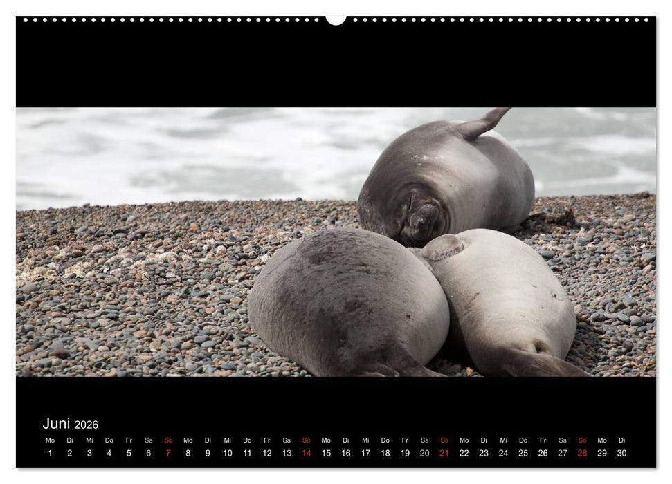 Patagonien - Ungezähmtes Land (CALVENDO Wandkalender 2026)