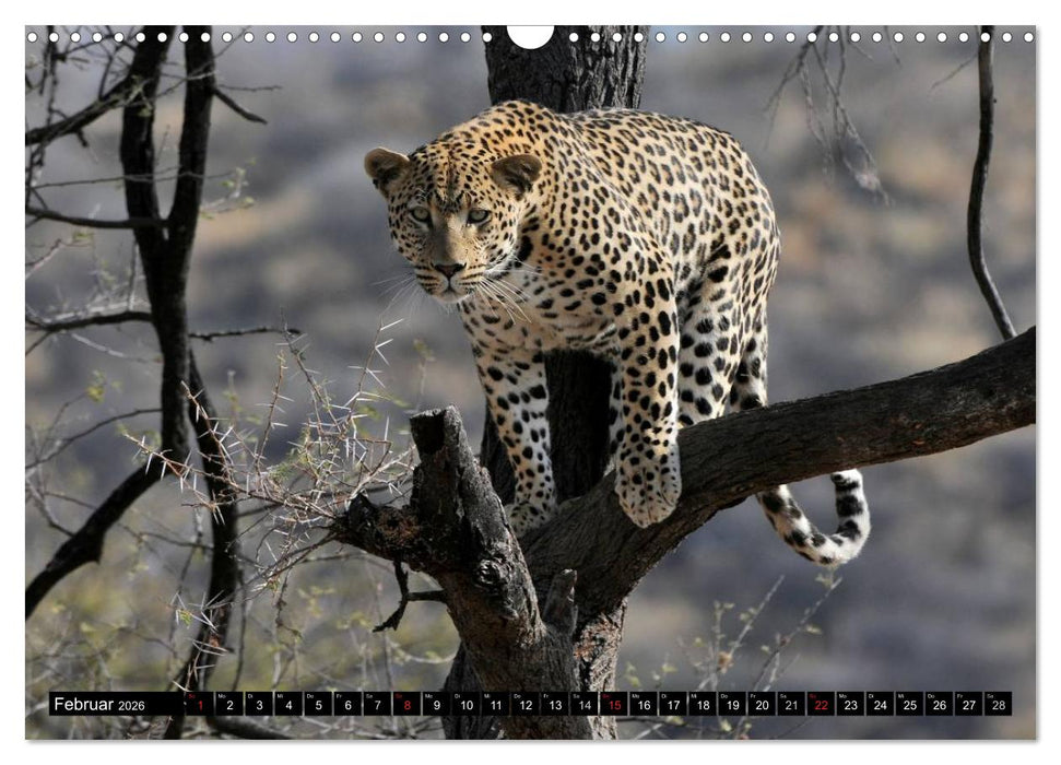 Faszination Afrika: Der Leopard (CALVENDO Wandkalender 2026)