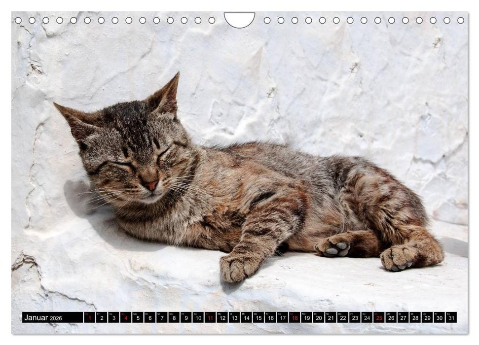 Griechische Katzen (CALVENDO Wandkalender 2026)