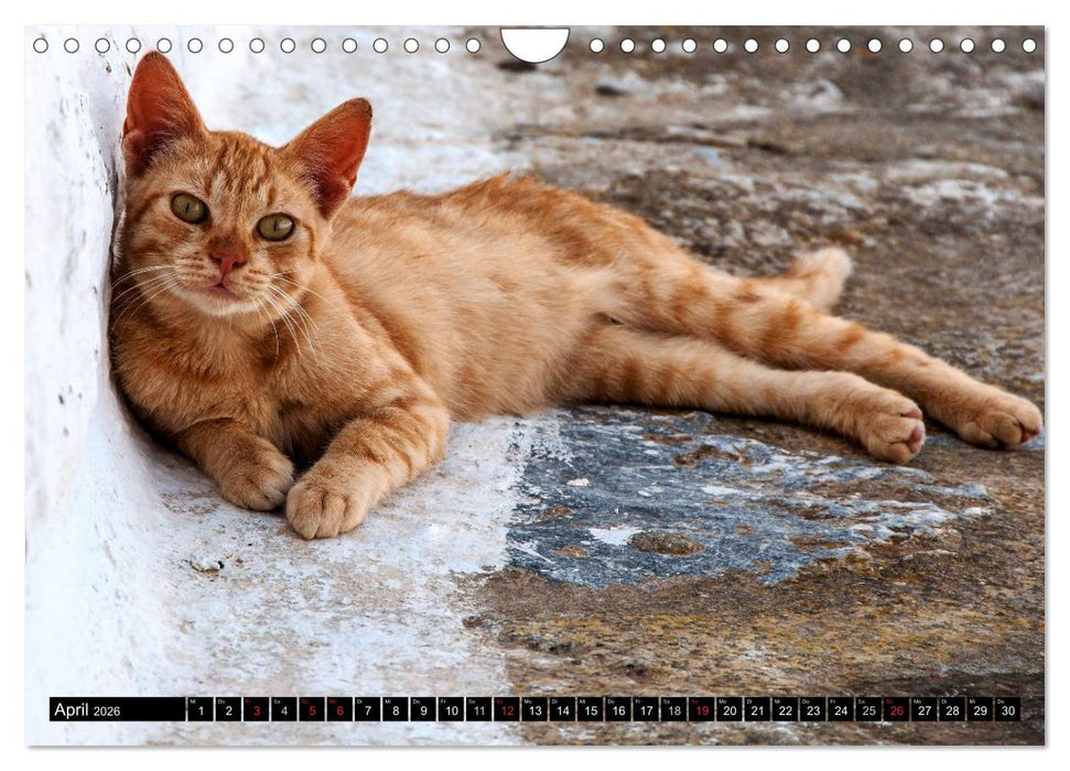 Griechische Katzen (CALVENDO Wandkalender 2026)